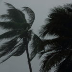 Coconut palms tree during heavy wind or hurricane. Rainy day